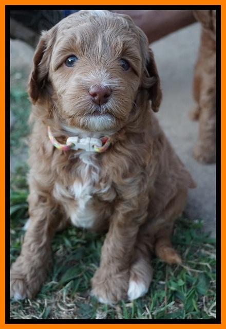 Ashby Grover pups 5 wks old 271