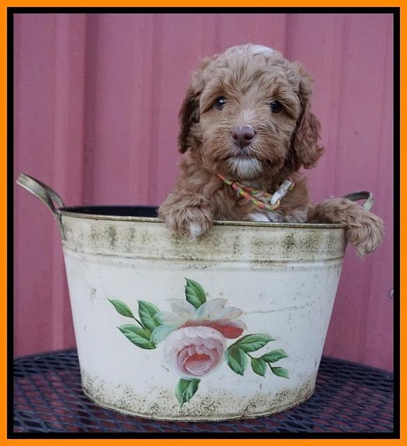 Ashby Grover pups 6 wks old 291