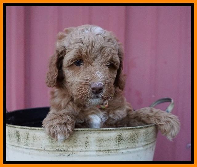 Ashby Grover pups 6 wks old 301