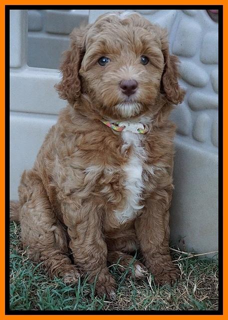 Ashby Grover pups 7 wks old 401