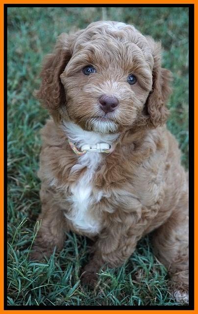 Ashby Grover pups 7 wks old 421