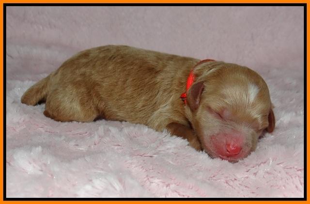 Ashby Grover pups newborn 131