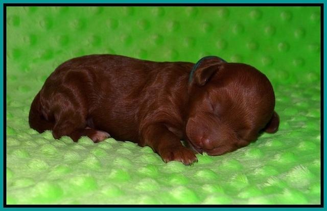 Ashby Grover pups 1 wk old 121