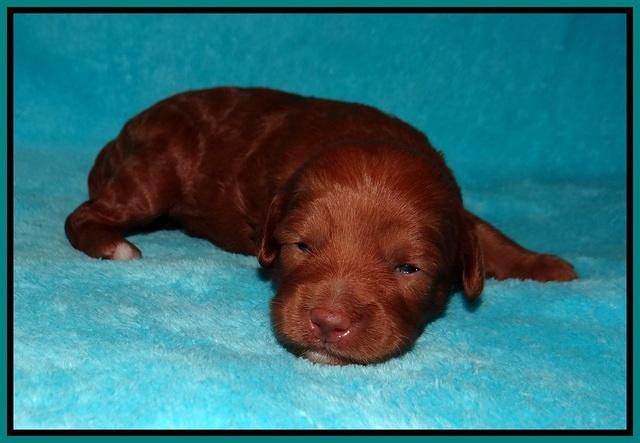 Ashby Grover pups 2 wks old 91