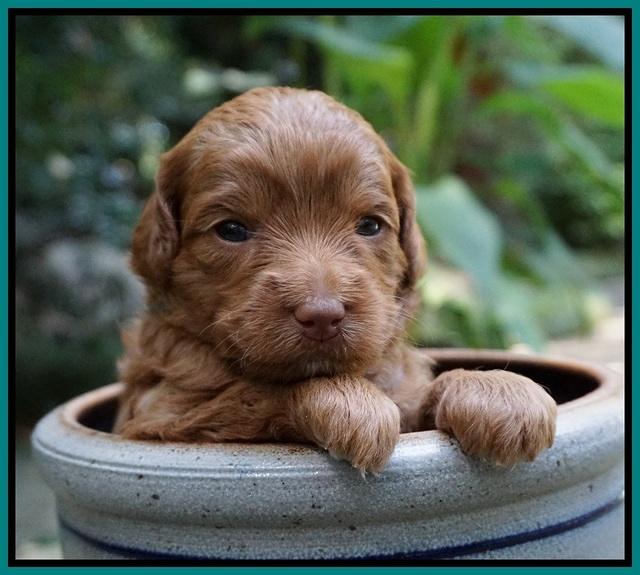 Ashby Grover pups 3 wks old 101