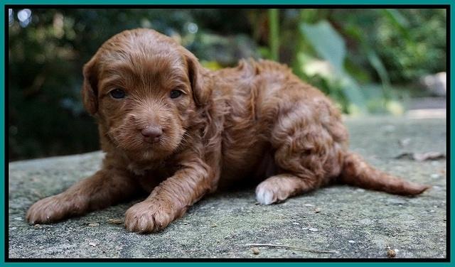 Ashby Grover pups 3 wks old 111