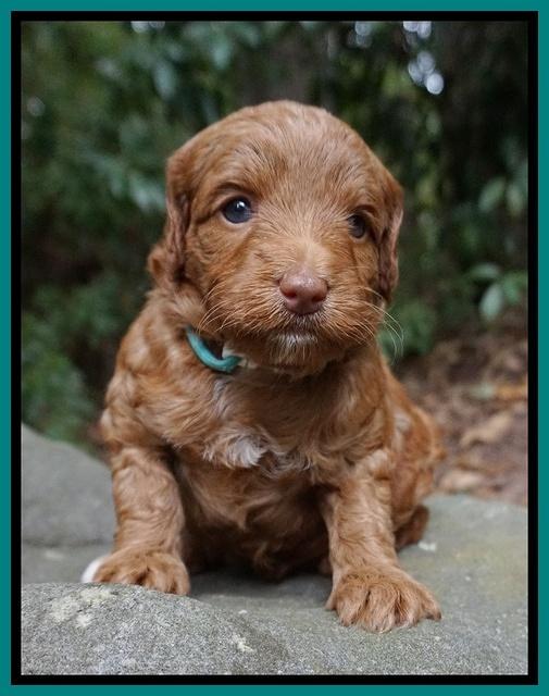 Ashby Grover pups 4 wks old 121