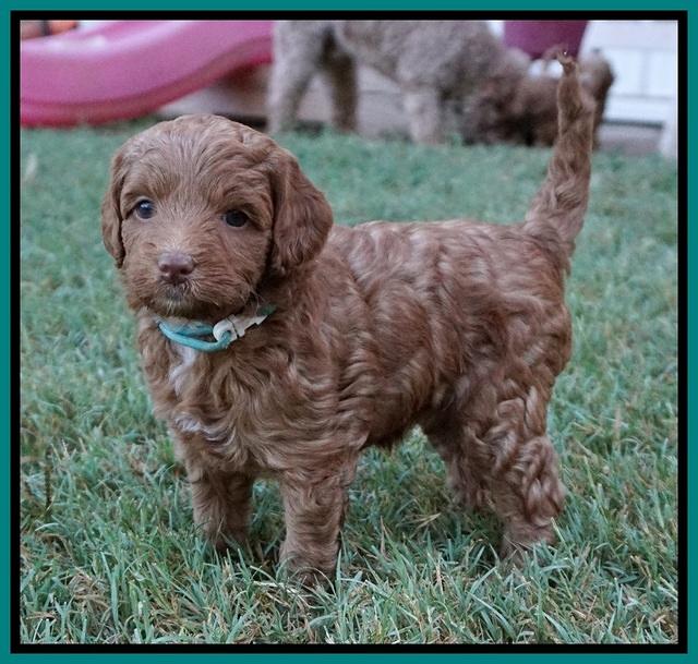 Ashby Grover pups 5 wks old 161