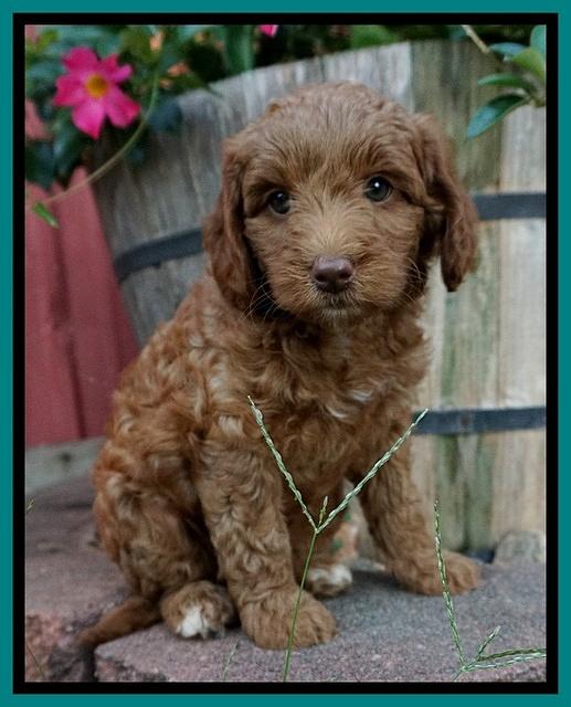 Ashby Grover pups 7 wks old 221