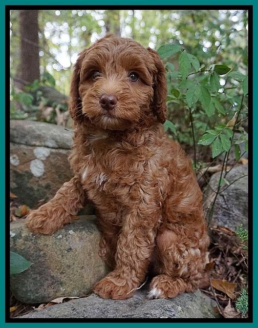 Ashby Grover pups 8 wks old 2182