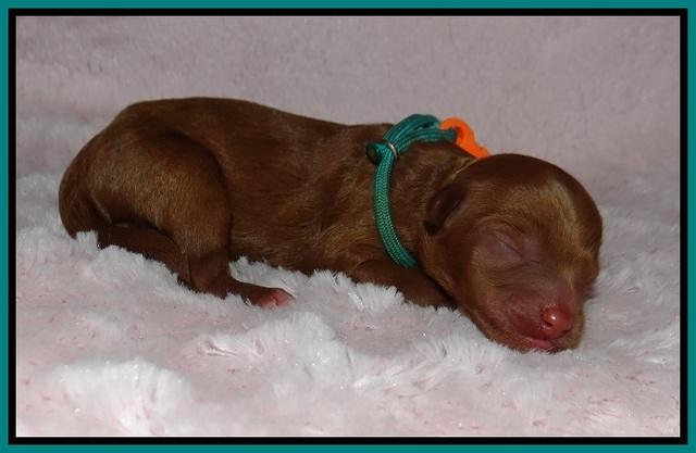 Ashby Grover pups newborn 81