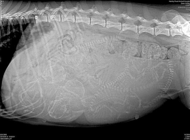 Preg xrays Grover 8 12 19