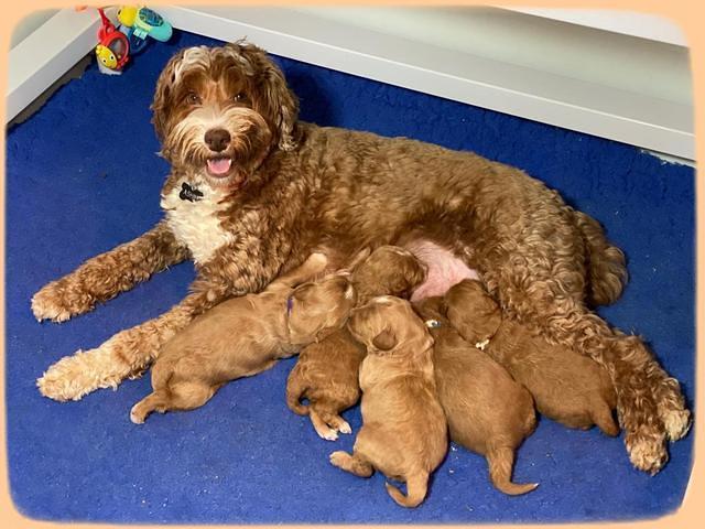 Ashby Grover 2 pups 2 wk old 21