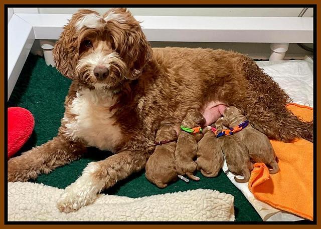 Ashby Grover pups 2 litter newborn