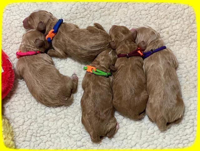 Group pups