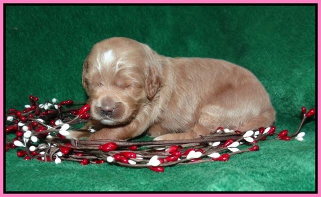 Ashby Grover 2 pups 2 wk old 31