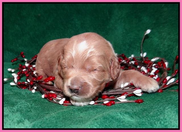 Ashby Grover 2 pups 2 wk old 41