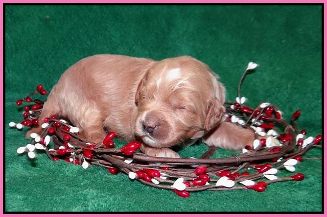 Ashby Grover 2 pups 2 wk old 51