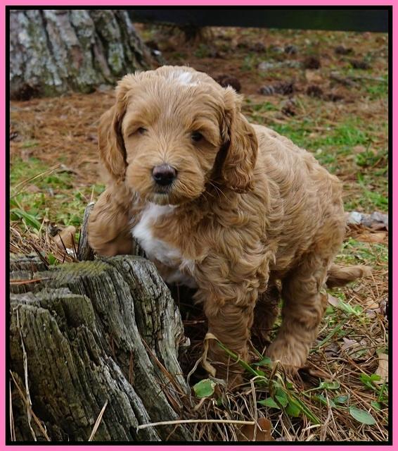 Ashby Grover 2 pups 6 wks old21