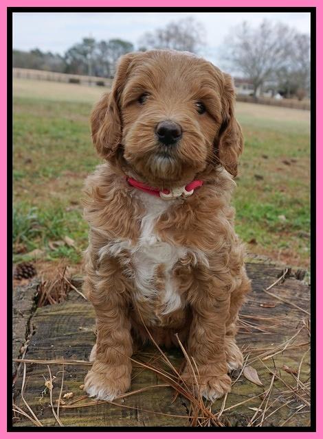 Ashby Grover 2 pups 6 wks old31