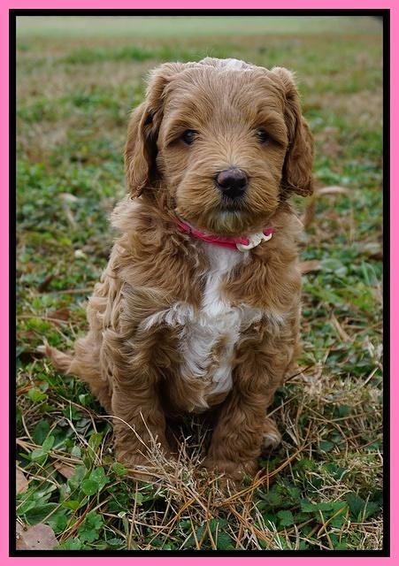 Ashby Grover 2 pups 6 wks old41