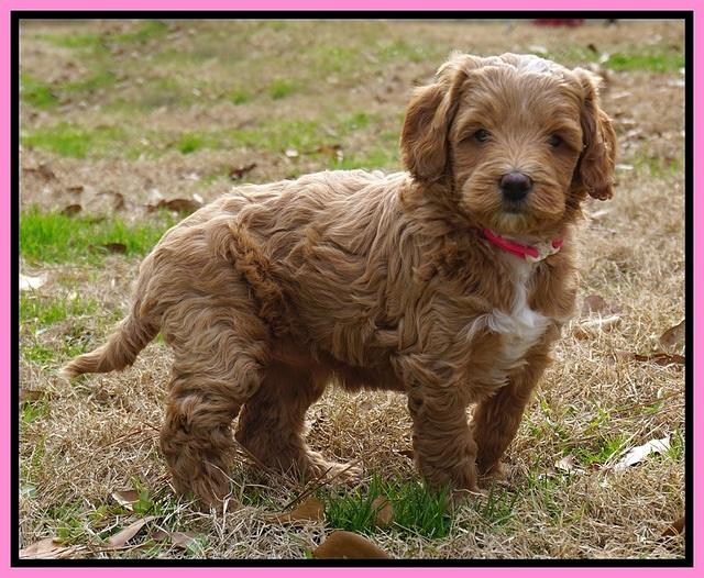 Ashby Grover 2 pups 6 wks old61