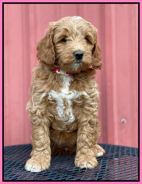 Ashby Grover 2 pups 7 wks old 11