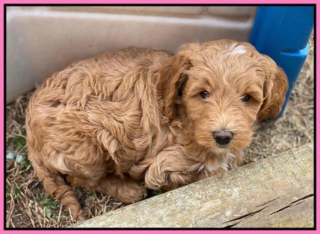 Ashby Grover 2 pups 7 wks old 21