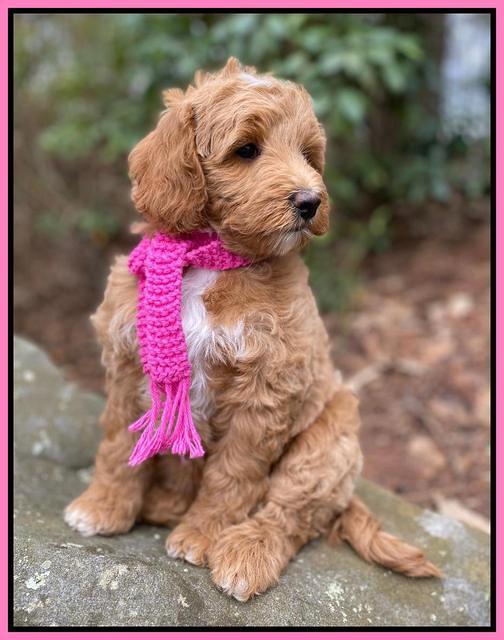 Ashby Grover 2 pups 8 wks old 6112