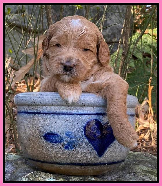 Ashby Grover pups 3 wks old 11