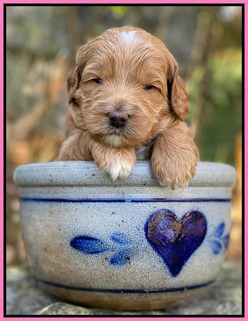 Ashby Grover pups 3 wks old 31