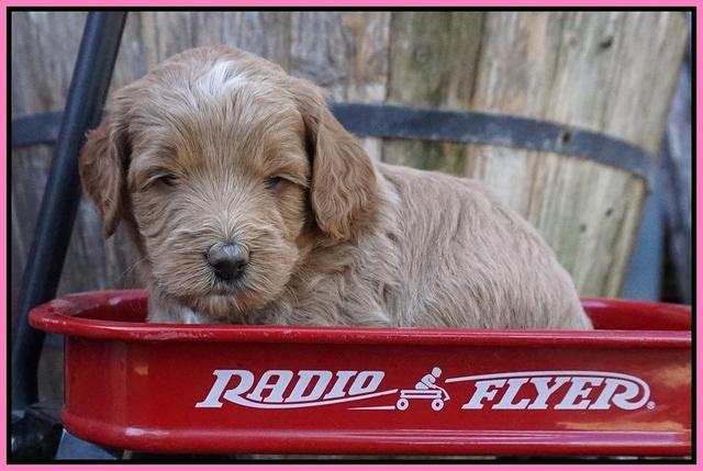 Ashby Grover pups 4 wks old 11