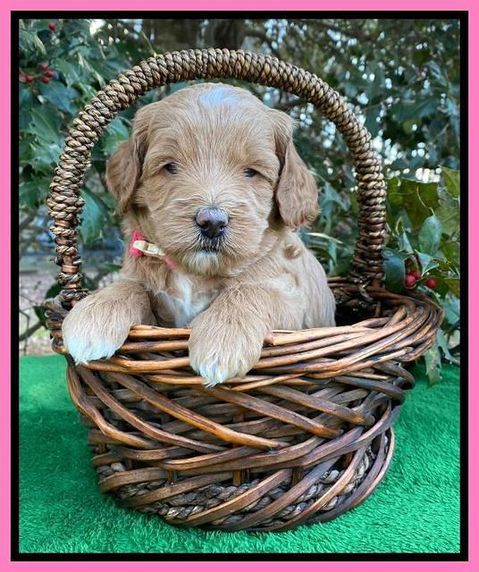 Ashby Grover pups 4 wks old 41