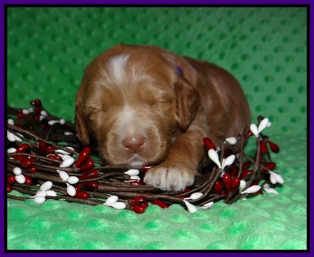 Ashby Grover 2 pups 2 wk old 61
