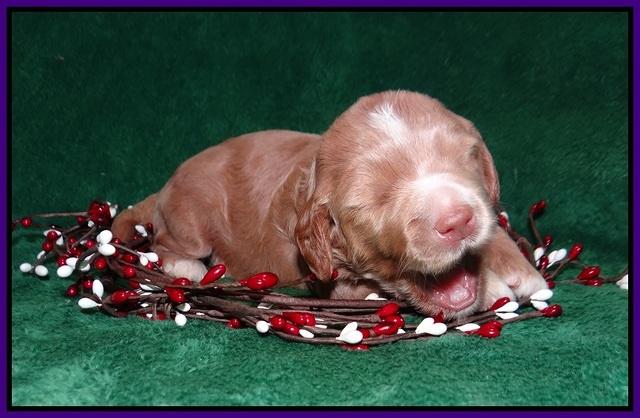 Ashby Grover 2 pups 2 wk old 81
