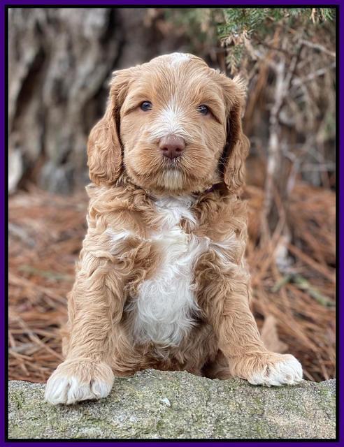 Ashby Grover 2 pups 5 wks old141
