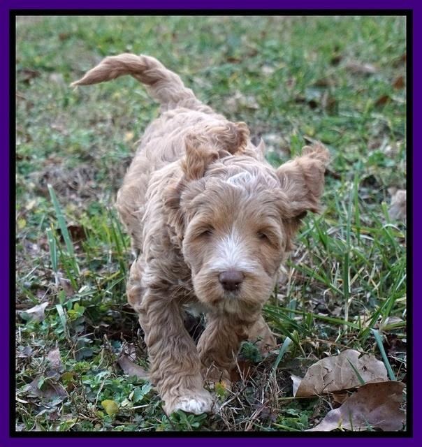 Ashby Grover 2 pups 7 wks old 111