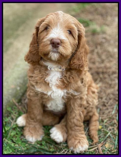 Ashby Grover 2 pups 7 wks old 71