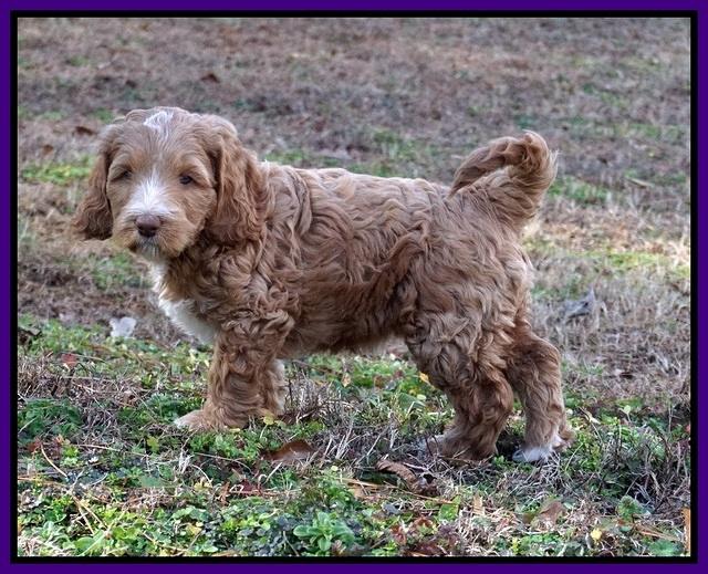 Ashby Grover 2 pups 7 wks old 81