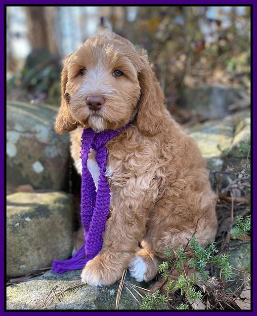 Ashby Grover 2 pups 8 wks old 41