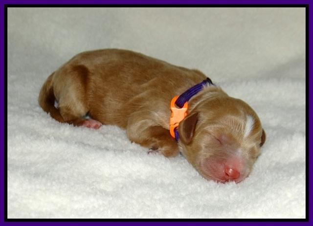 Ashby Grover 2 pups Newborn 21