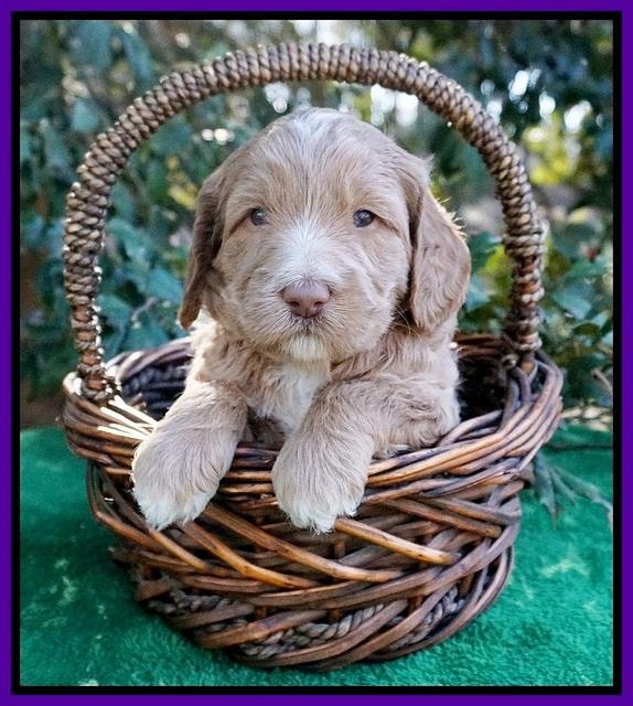 Ashby Grover pups 4 wks old 111