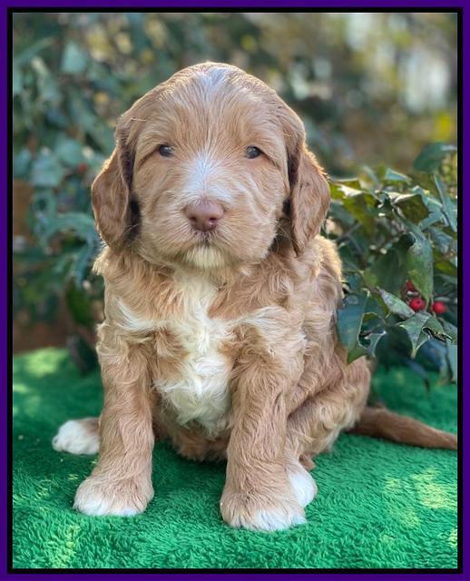 Ashby Grover pups 4 wks old 121