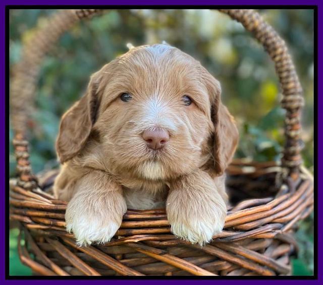 Ashby Grover pups 4 wks old 131