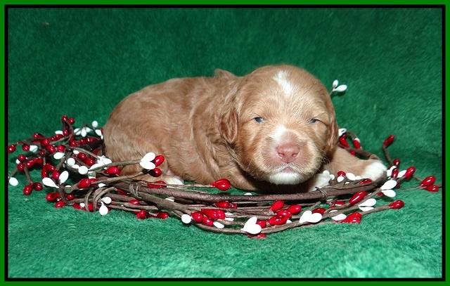 Ashby Grover 2 pups 2 wk old 131