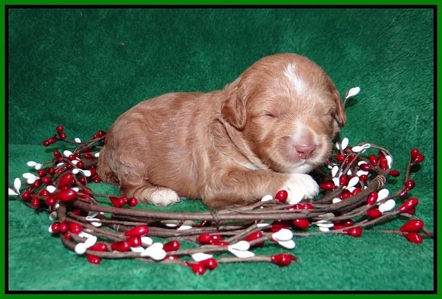 Ashby Grover 2 pups 2 wk old 141