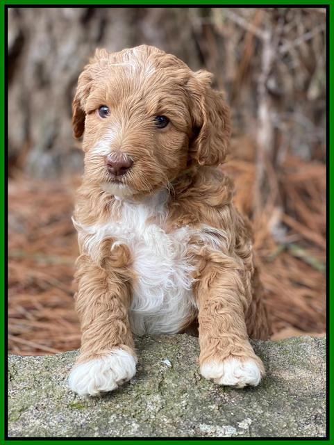 Ashby Grover 2 pups 5 wks old191