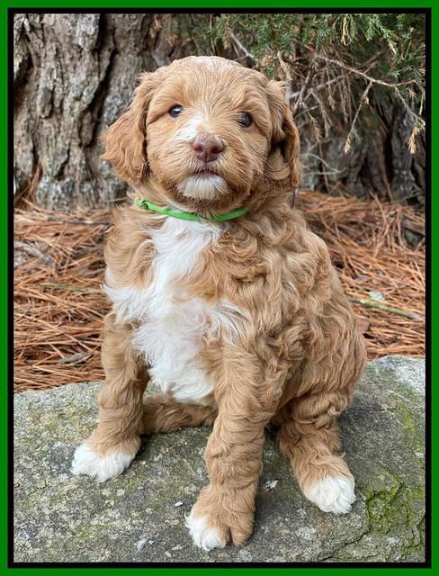 Ashby Grover 2 pups 5 wks old201