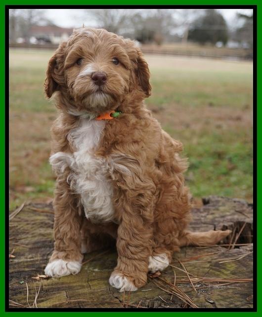 Ashby Grover 2 pups 6 wks old111