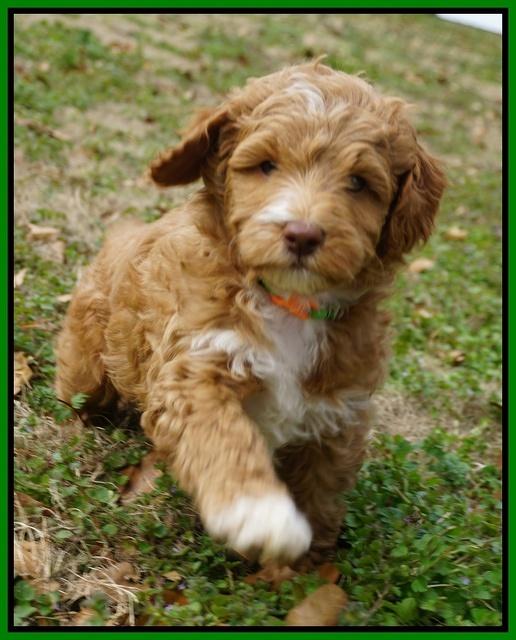 Ashby Grover 2 pups 6 wks old131